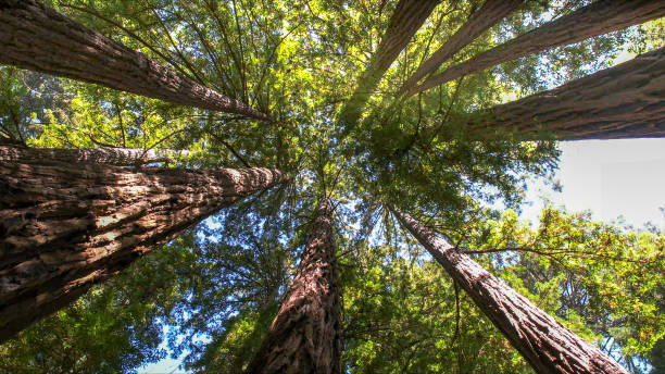 How Our Tree Care Process Works  in  Thompson, ND