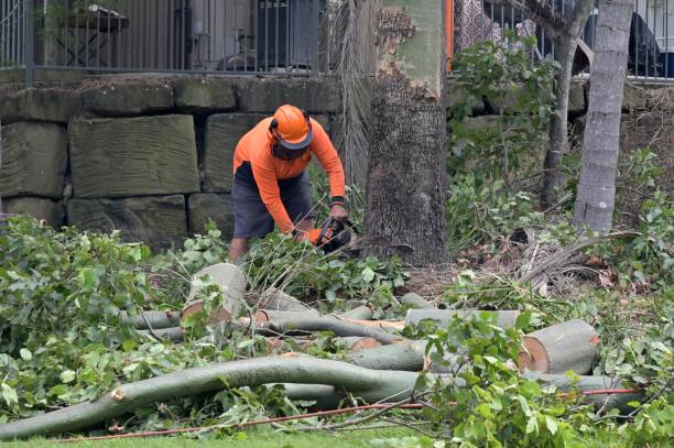 Best Tree Risk Assessment  in Thompson, ND